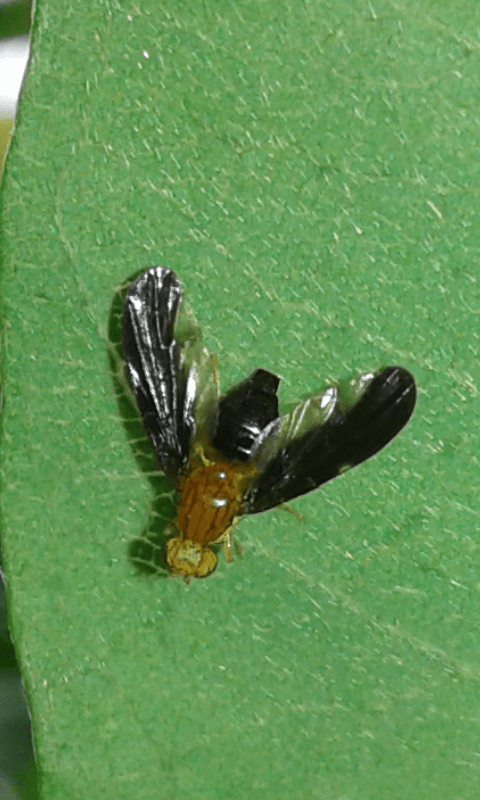 Tephritidae : Hemilea pulchella?  S